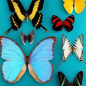 Meet your Posher, Chloe